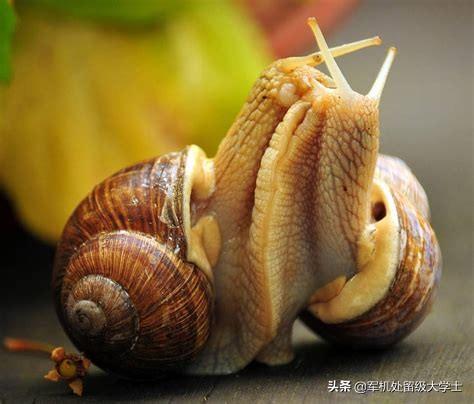 蜗牛属于爬行动物还是属于软体动物？为什么？-第2张图片-太平洋在线下载
