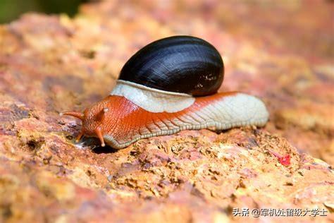 蜗牛属于爬行动物还是属于软体动物？为什么？-第4张图片-太平洋在线下载