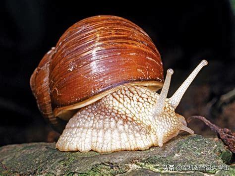 蜗牛属于爬行动物还是属于软体动物？为什么？-第6张图片-太平洋在线下载