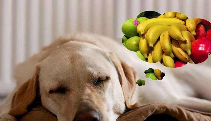 韩版苹果挑选方法:狗狗水果不能乱吃，但这几种可以放心吃