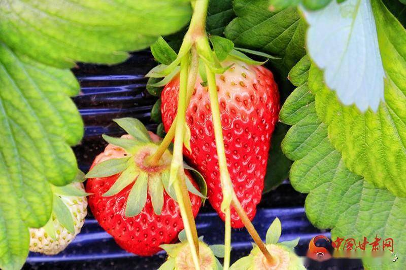 苹果破解版红颜
:崇信：草莓飘香引客来 “莓”好时光乐趣多-第1张图片-太平洋在线下载